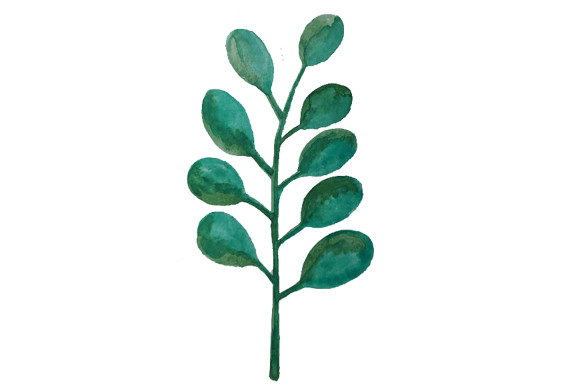 Download Watercolor Eucalyptus Png - Eucalyptus png Collection
